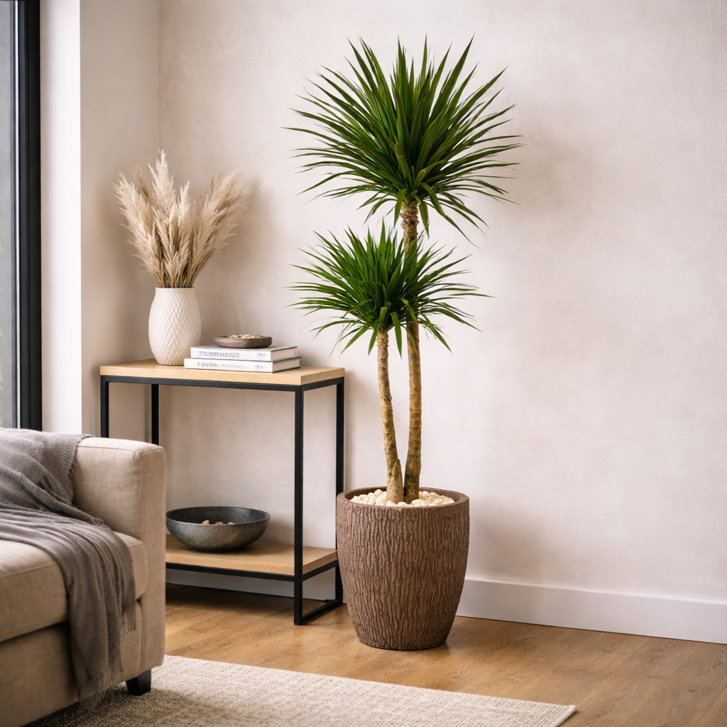 dracena house plant House Plants - Dracaena Tarzan