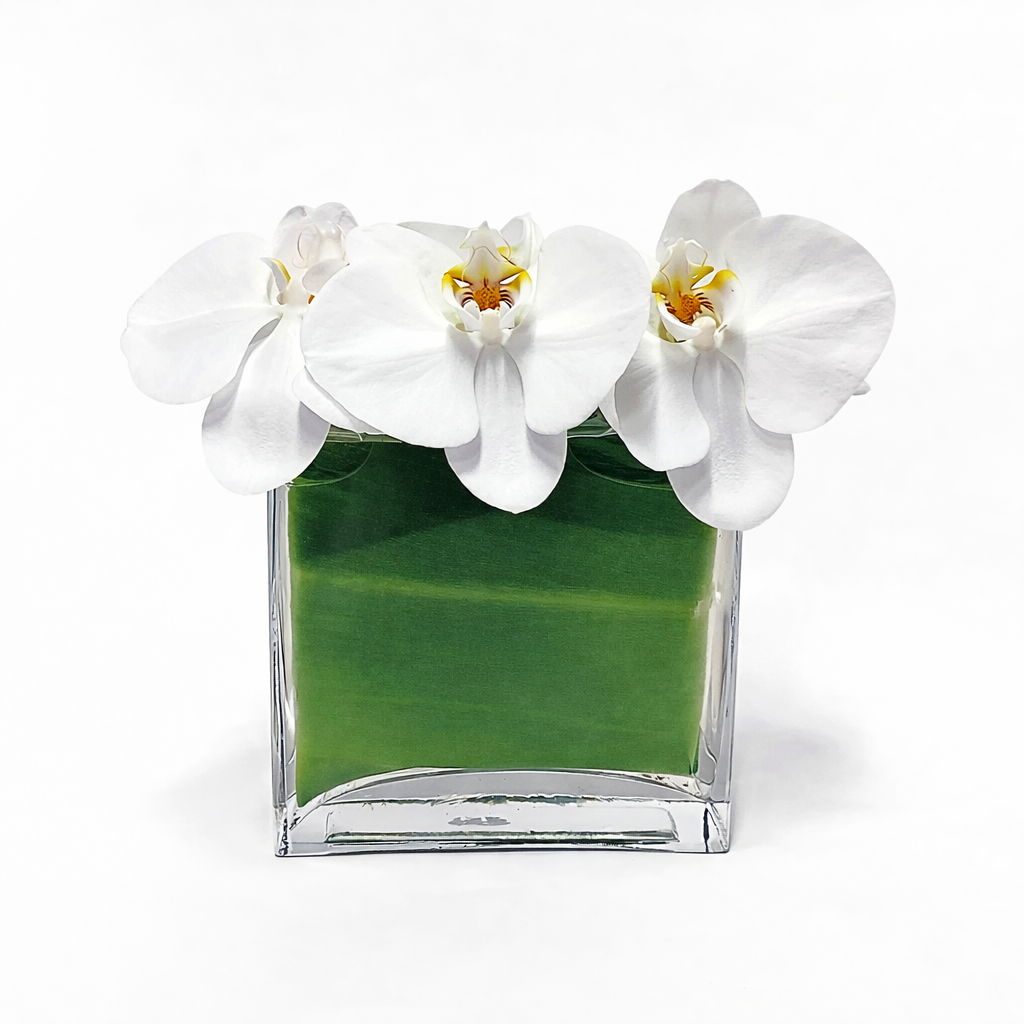 Floating White Phalaenopsis