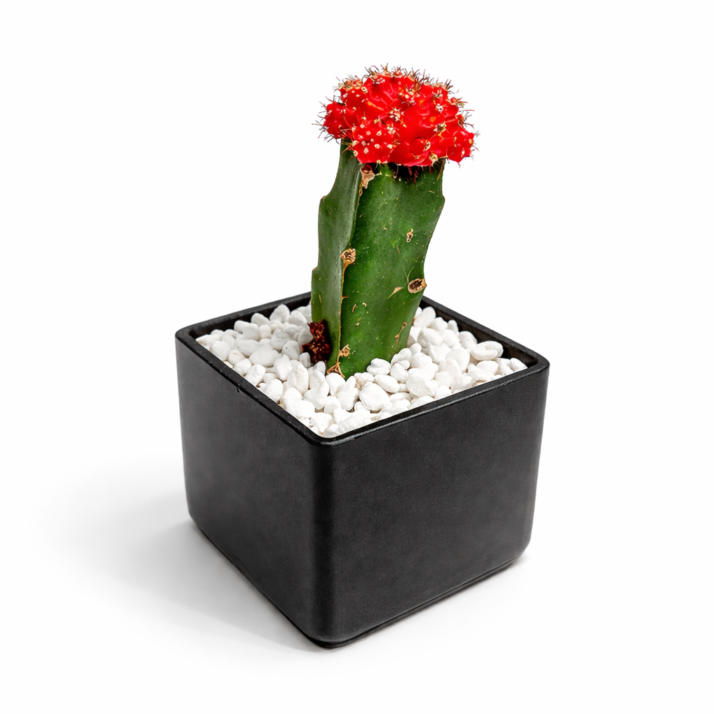 Mini Cactus