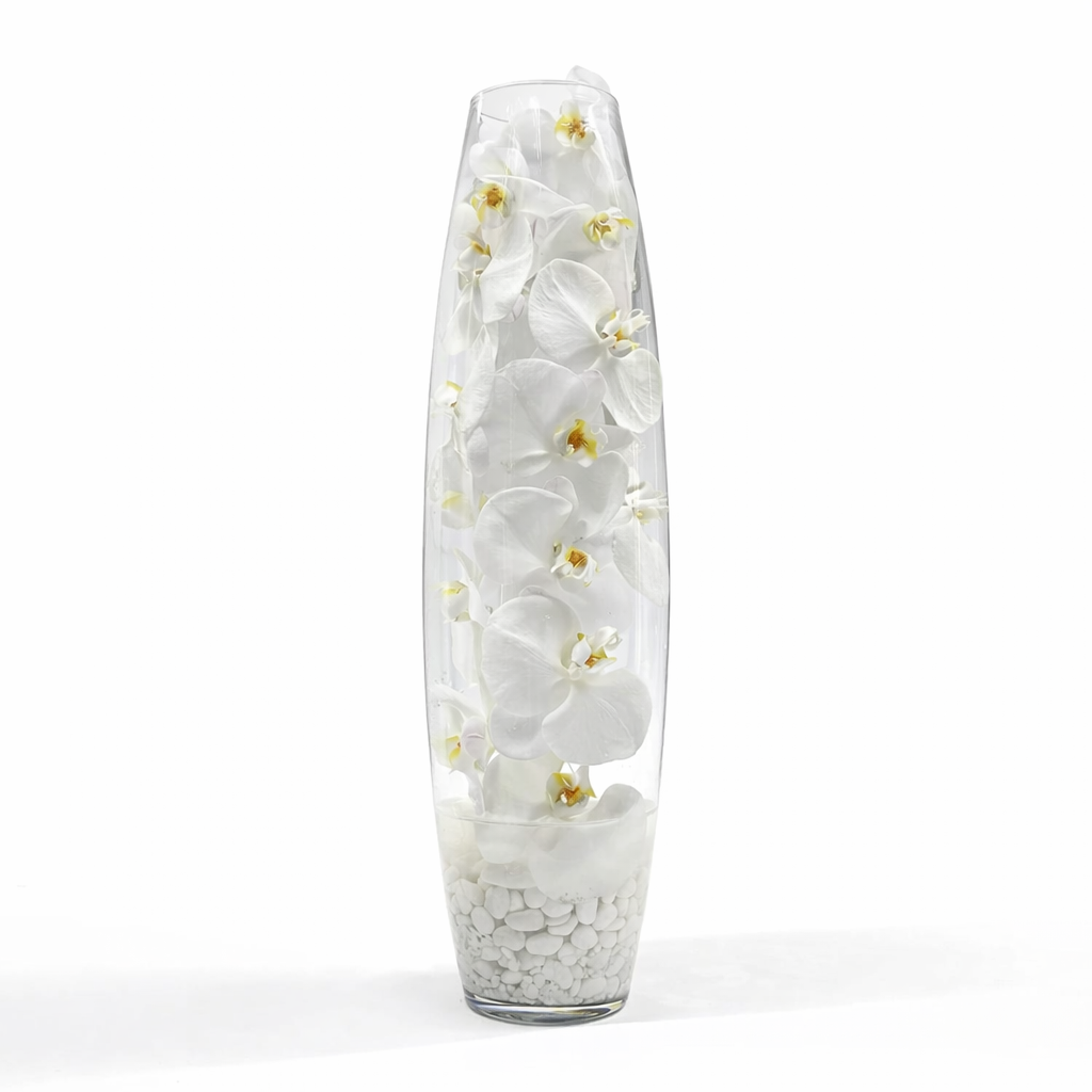 Phalaenopsis Spirit / white