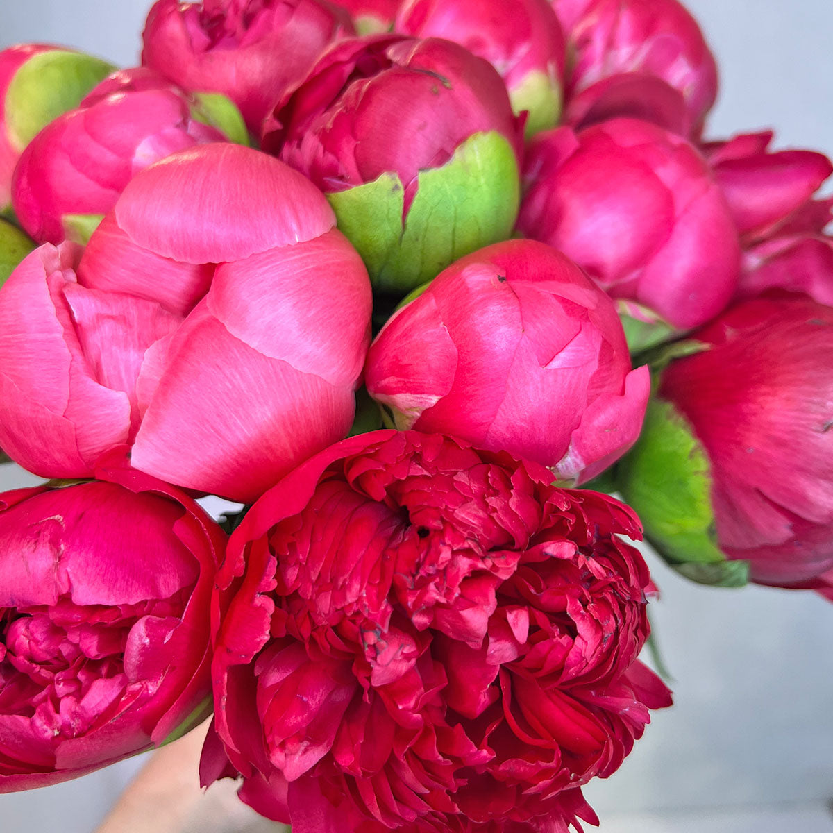 NYC Peonies Fresh Flowers