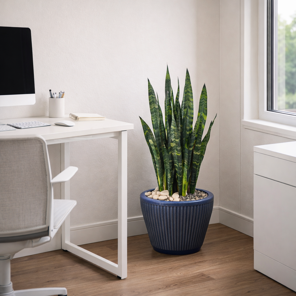 Snake Plant
