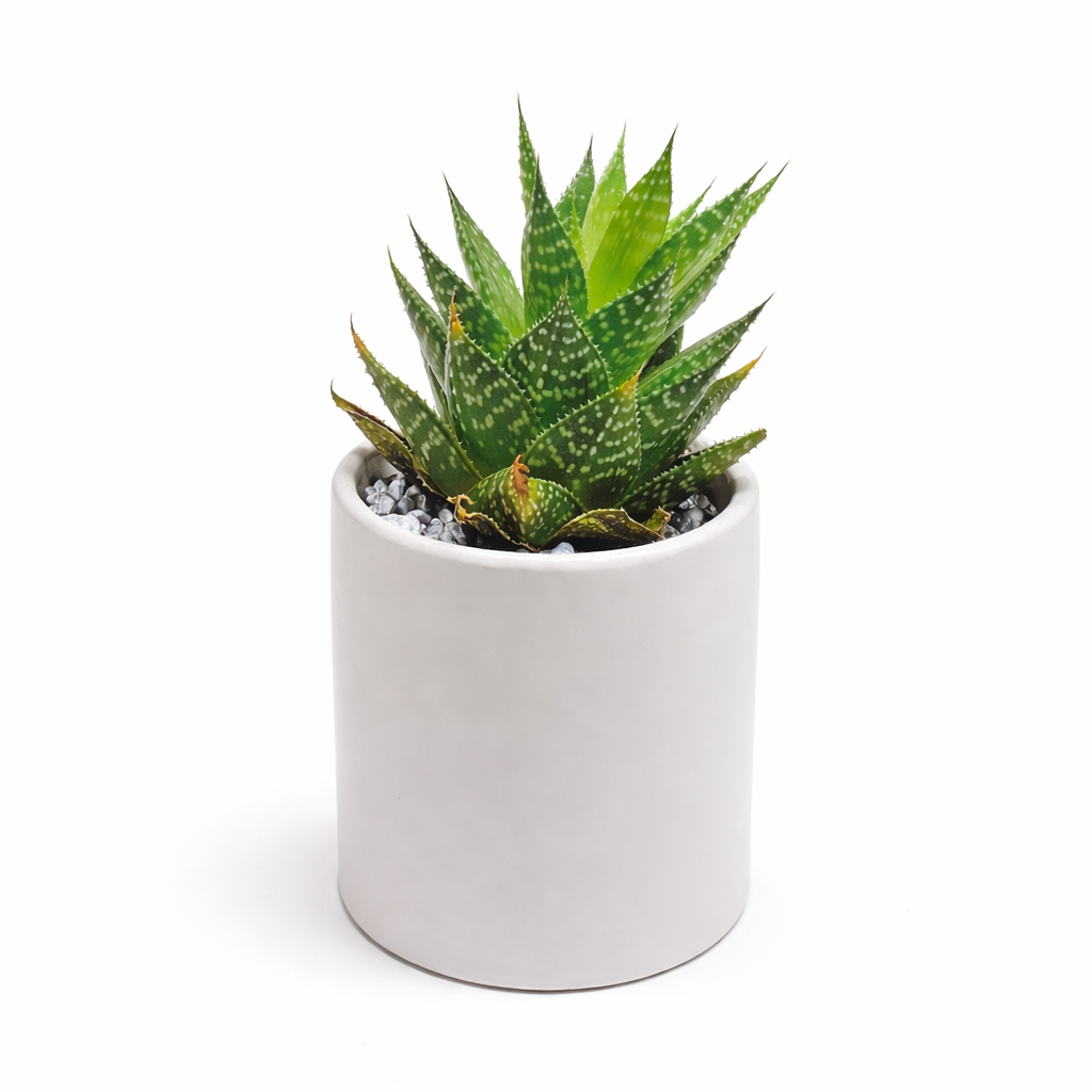 Succulent / round / white