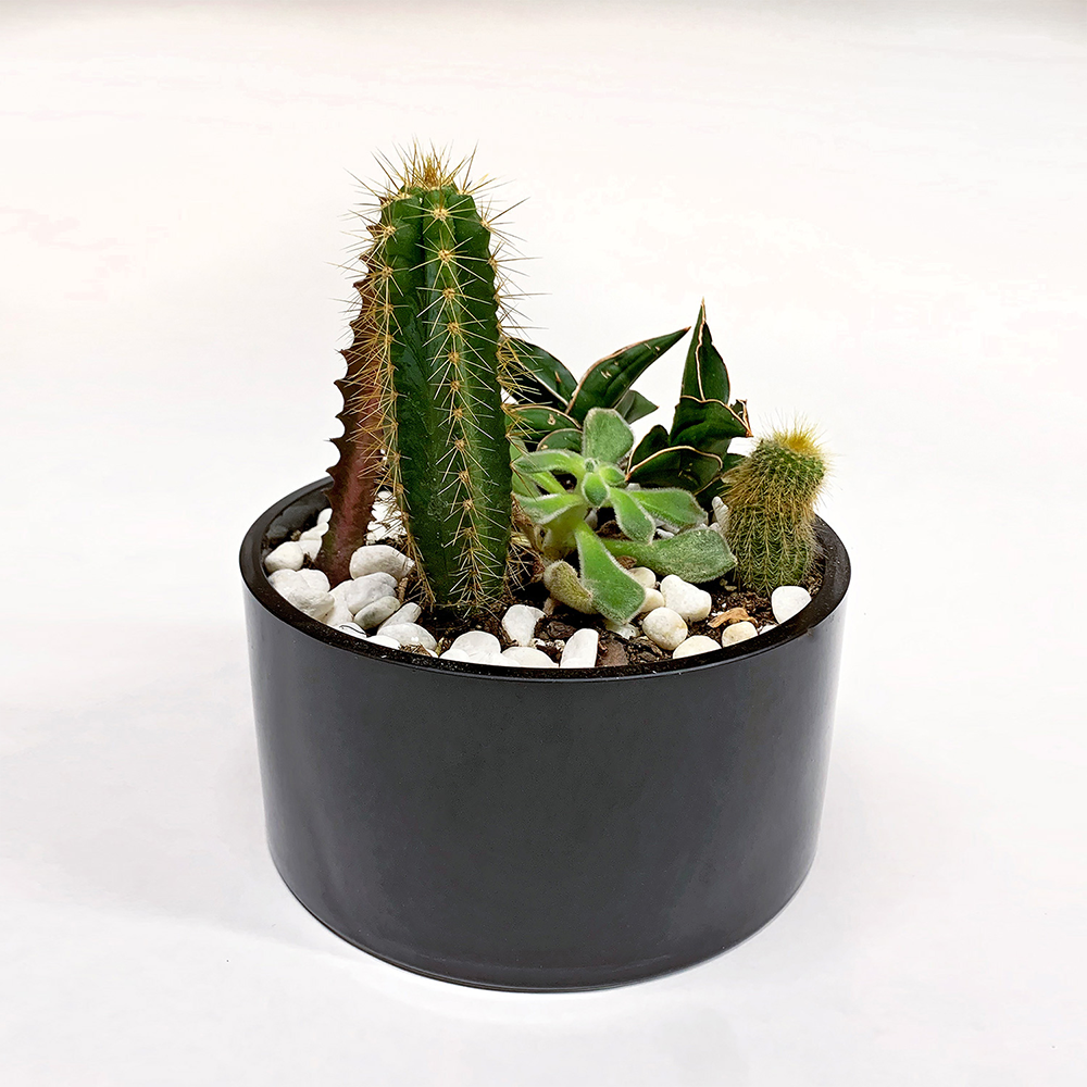 Round dish garden