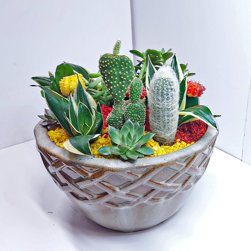 Colorful Dish Garden - Heather Floral - Delivery Same Day