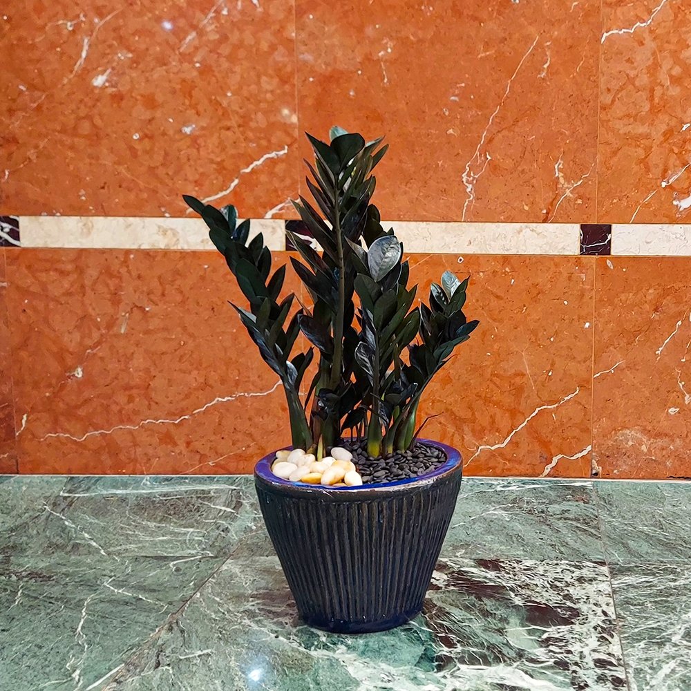Darkness ZZ Plant - Heather Floral - Delivery Same Day