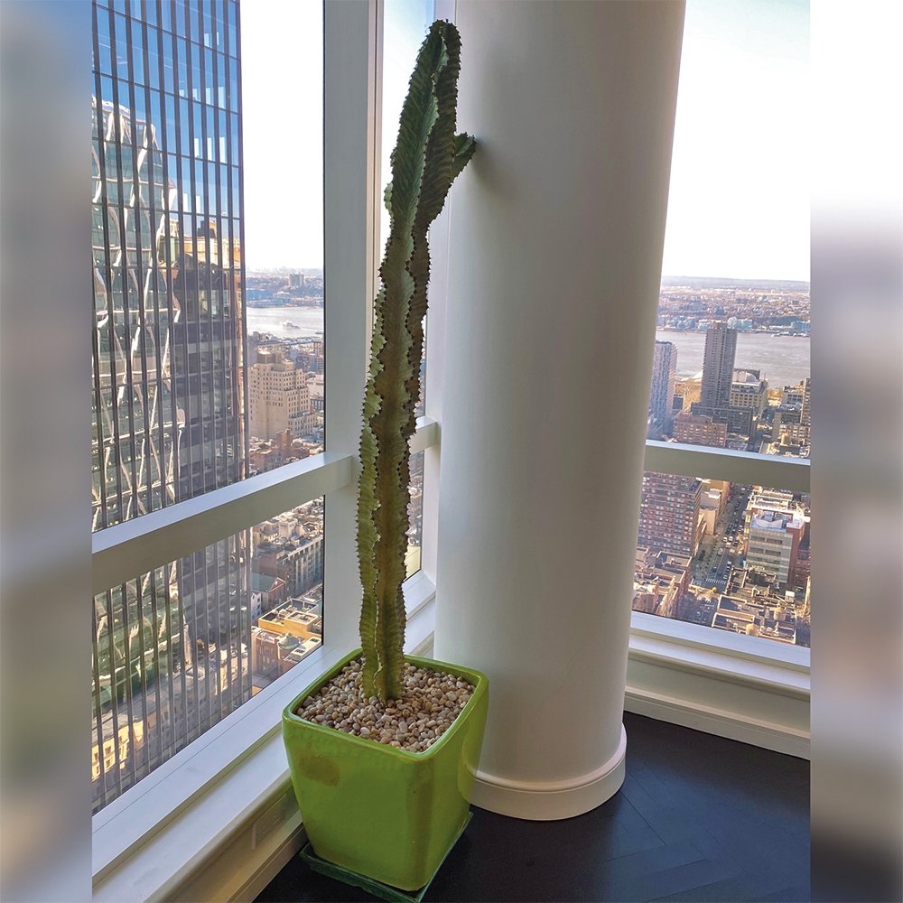 Desert Cactus - Heather Floral - Delivery Same Day