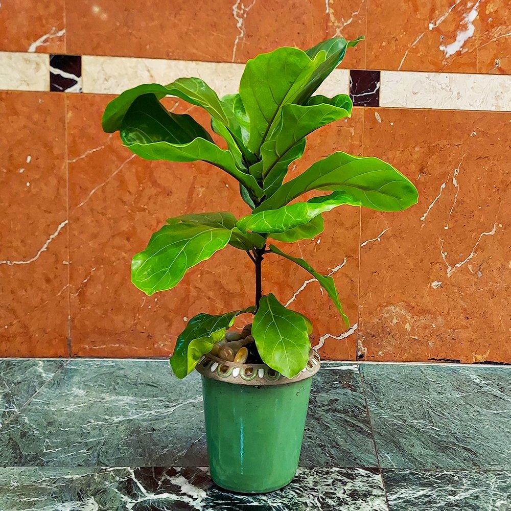 Fiddle Leaf Fig - Heather Floral - Delivery Same Day