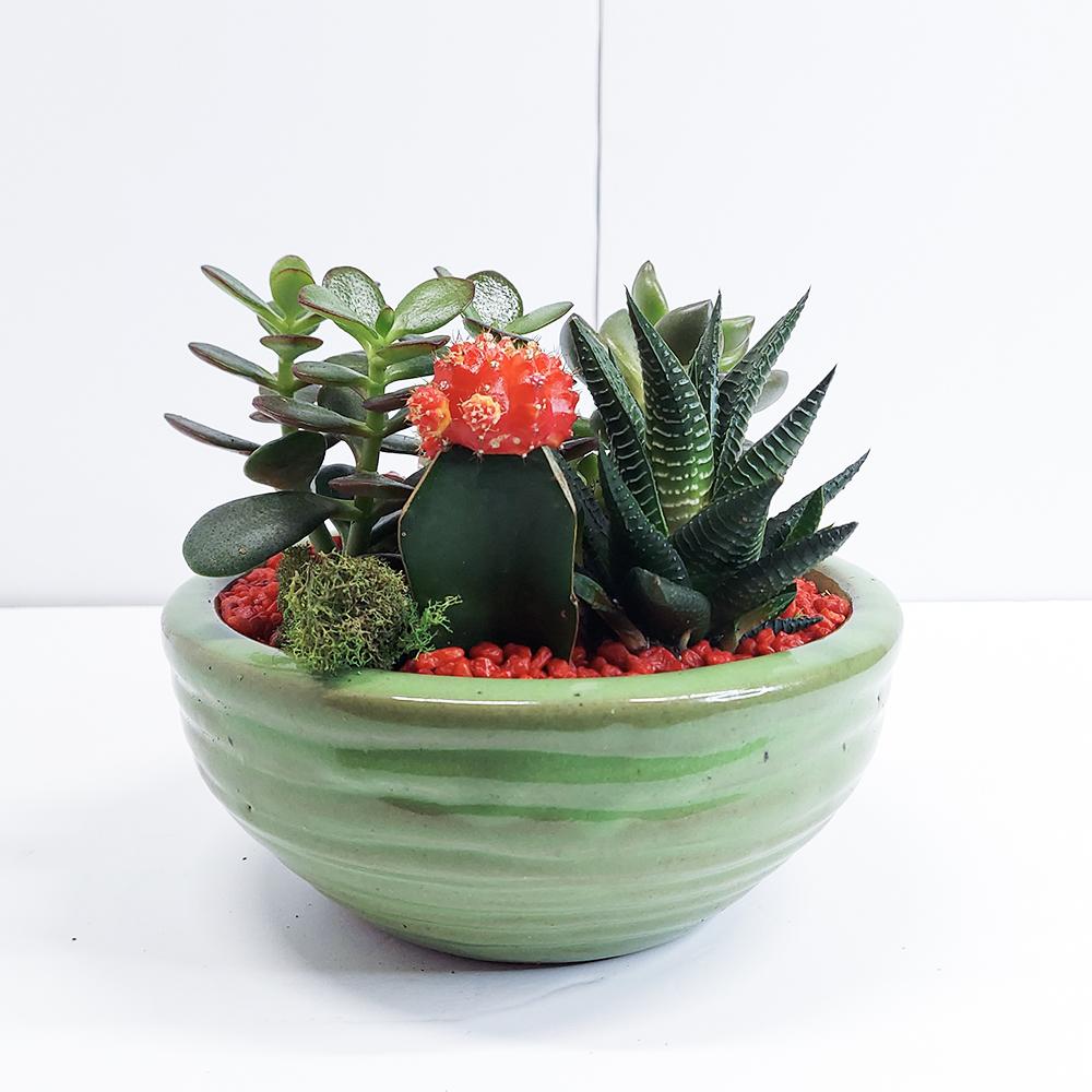 Green Dish Garden - Heather Floral - Delivery Same Day
