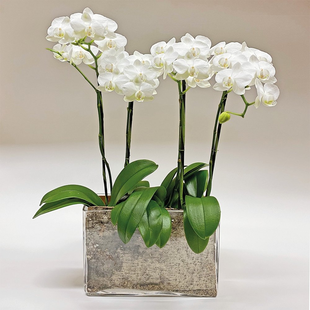 Mini Phalaenopsis / Four-stem / white - Heather Floral - Delivery Same Day