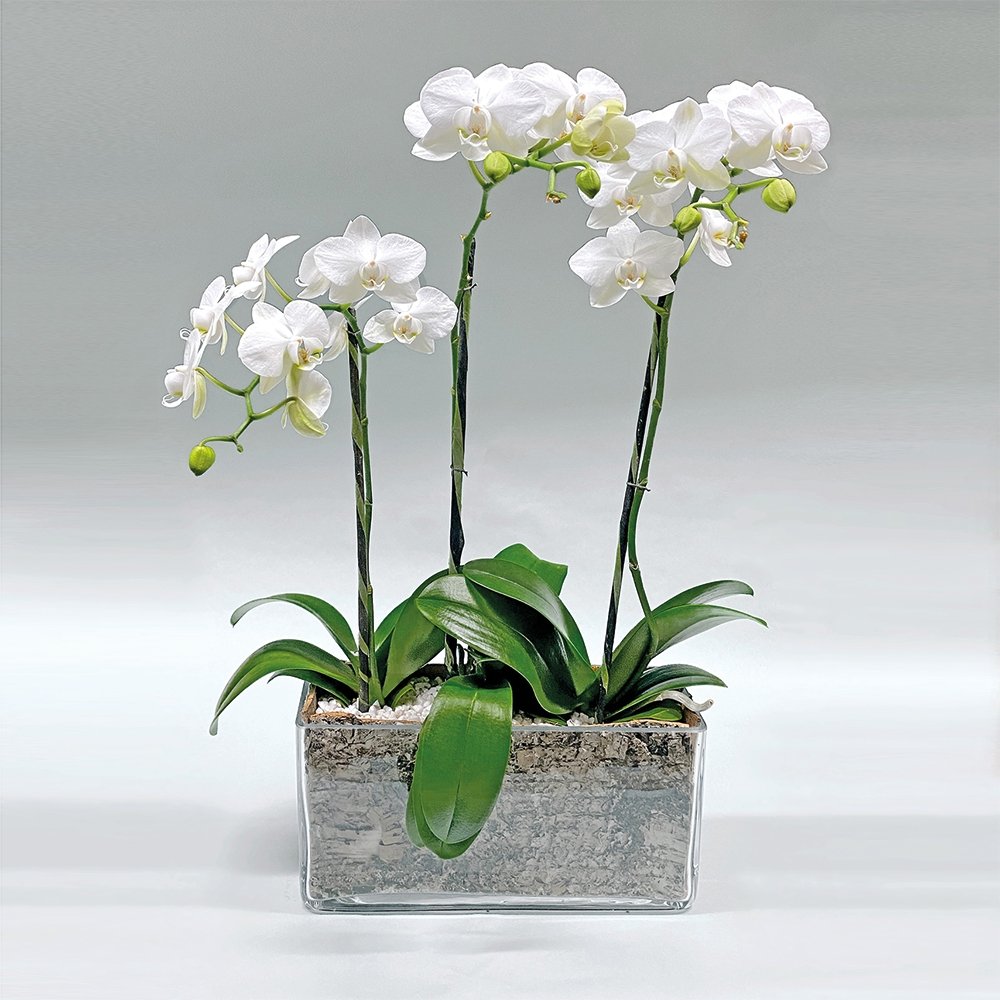 Mini Phalaenopsis / three-stem / white - Heather Floral - Delivery Same Day