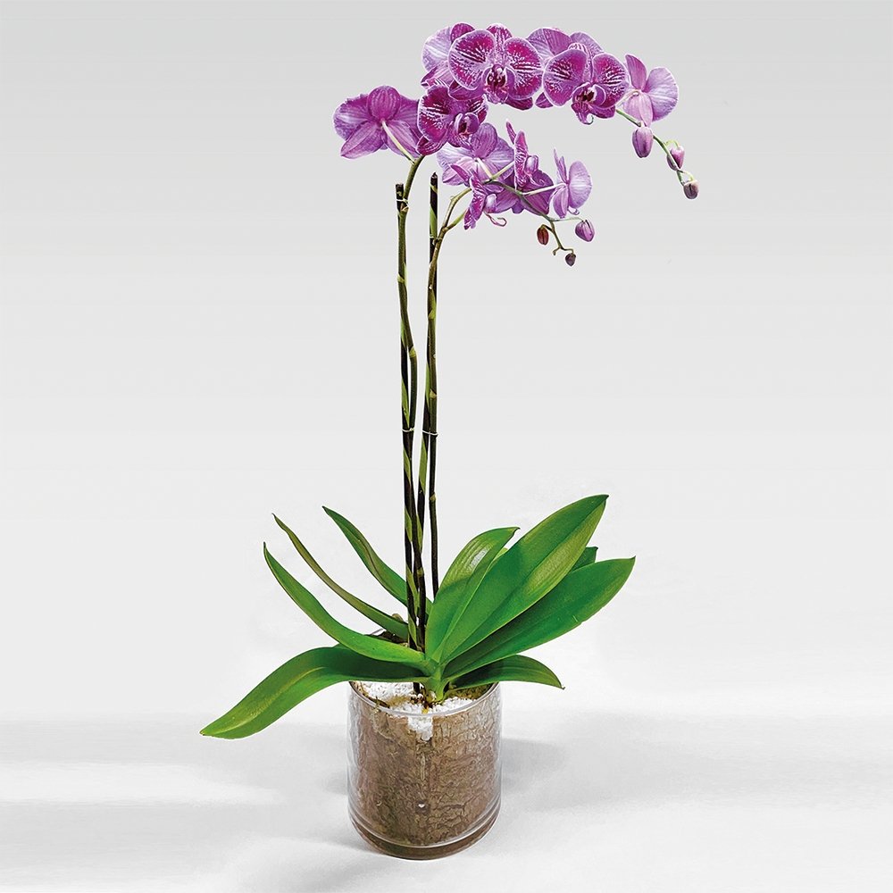 Phalaenopsis / double / fuchsia-speckled / glass container - Heather Floral - Delivery Same Day