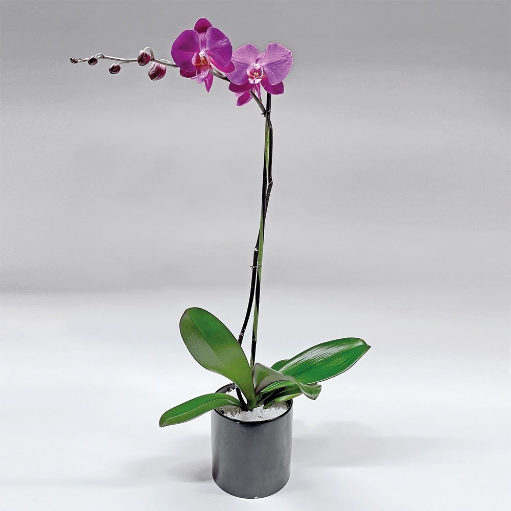Phalaenopsis / single stem / fuchsia - Heather Floral - Delivery Same Day