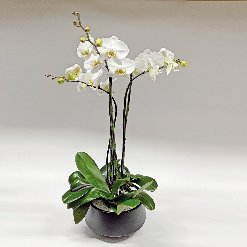 Phalaenopsis / three-stem / white / round container - Heather Floral - Delivery Same Day