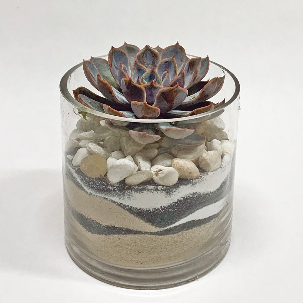 Succulent in layered sand - Heather Floral - Delivery Same Day