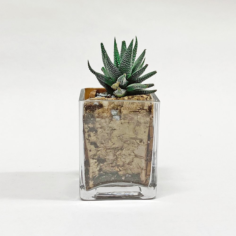 Succulent / rectangular / glass - Heather Floral - Delivery Same Day