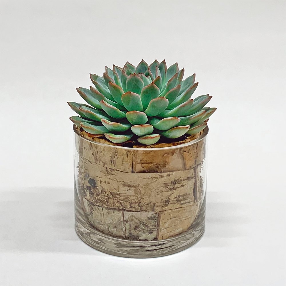 Succulent / round / glass - Heather Floral - Delivery Same Day