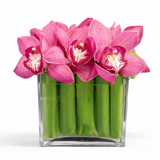 Floating Cymbidiums / pink