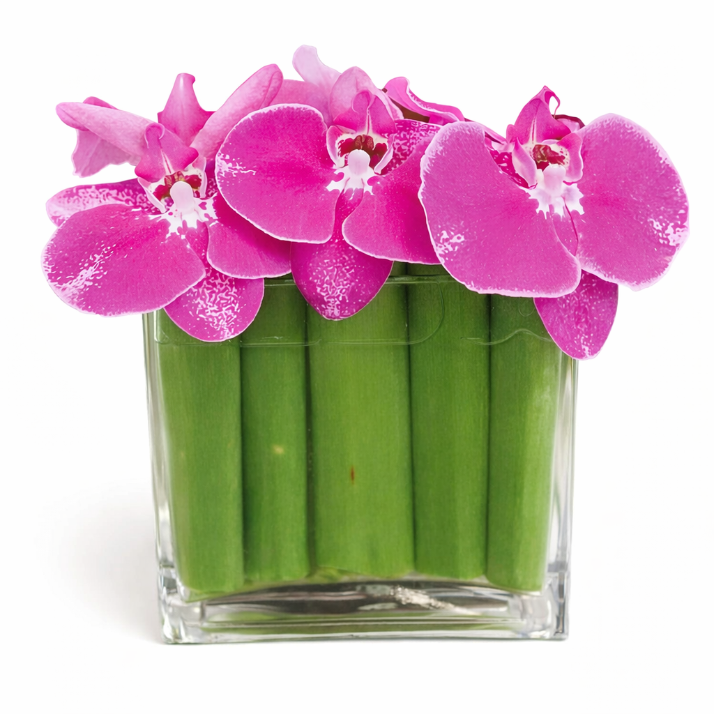 Floating Phalaenopsis / pink