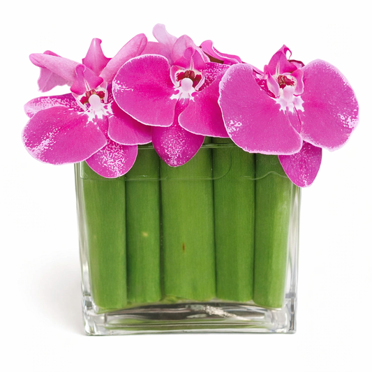 Floating Phalaenopsis / pink