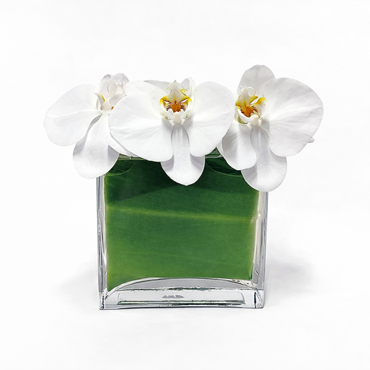 Floating Phalaenopsis / white