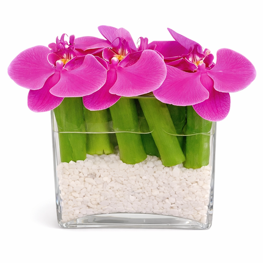 Floating Pink Phalaenopsis with Pebbles