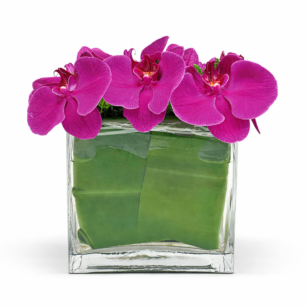 Floating Fuchsia Phalaenopsis