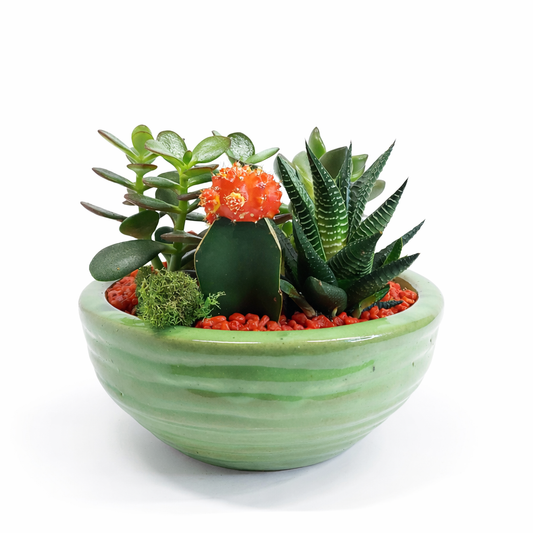 Green Dish Garden