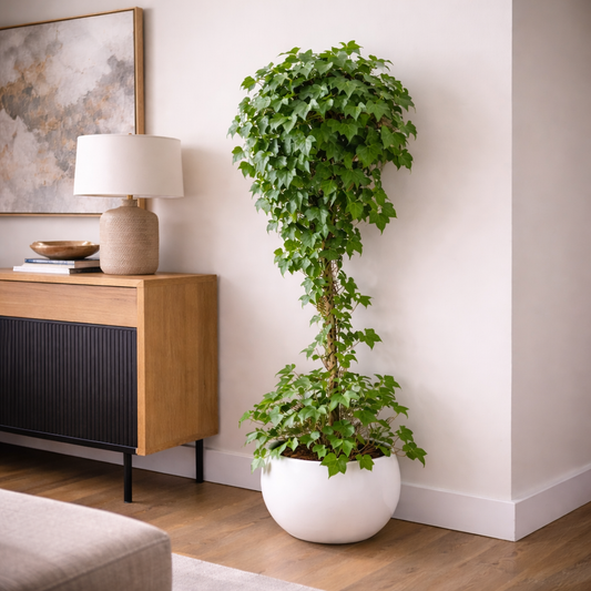 Ivy topiary