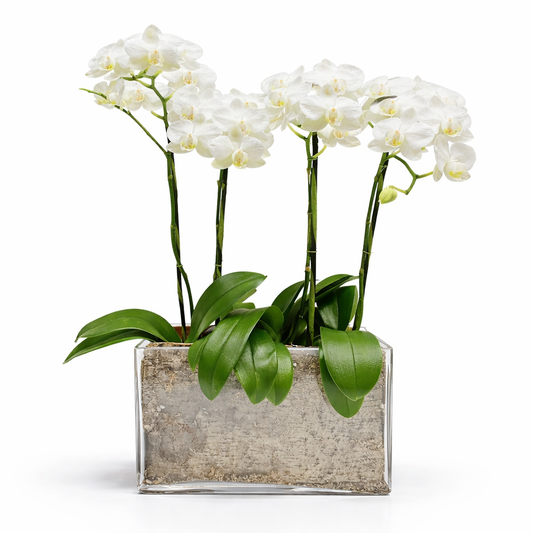 Mini Phalaenopsis / Four-stem / white