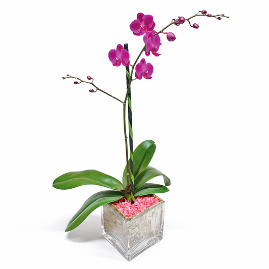 Mini Phalaenopsis / Single-stem / fuchsia