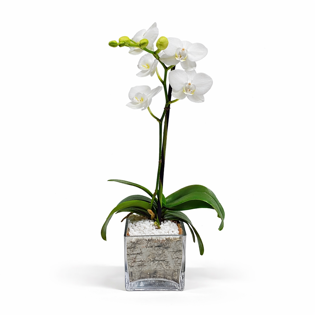 Mini Phalaenopsis / Single-stem / white