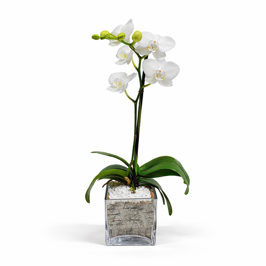 Mini Phalaenopsis / Single-stem / white