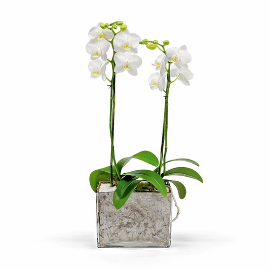 Mini Phalaenopsis / Two-stem / white