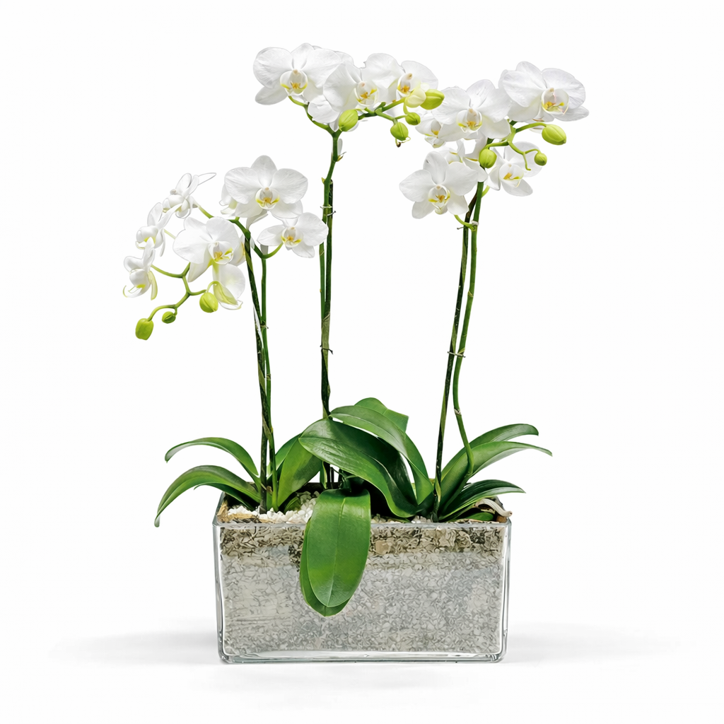 Mini Phalaenopsis / three-stem / white