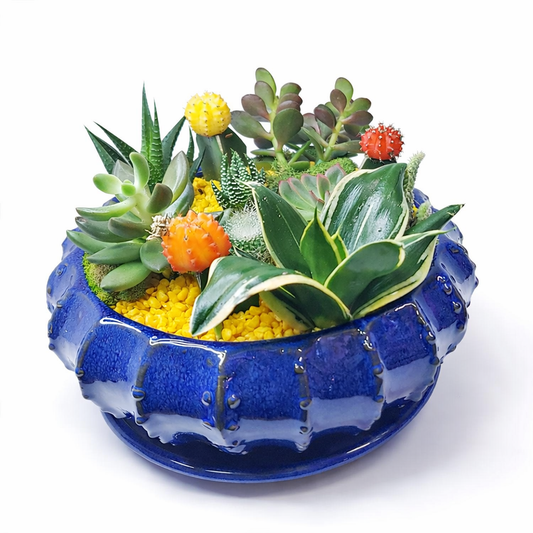 Modern Dish Garden