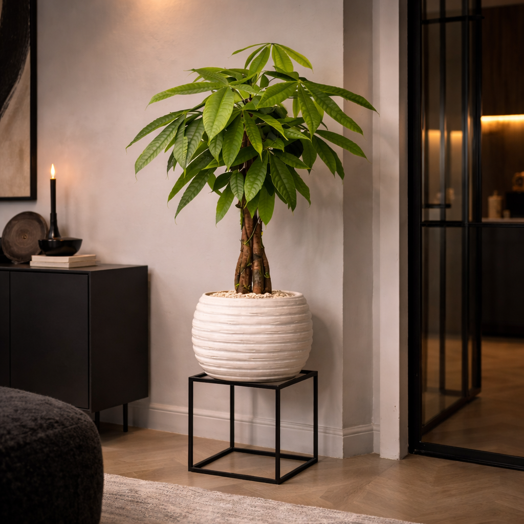 Money Tree