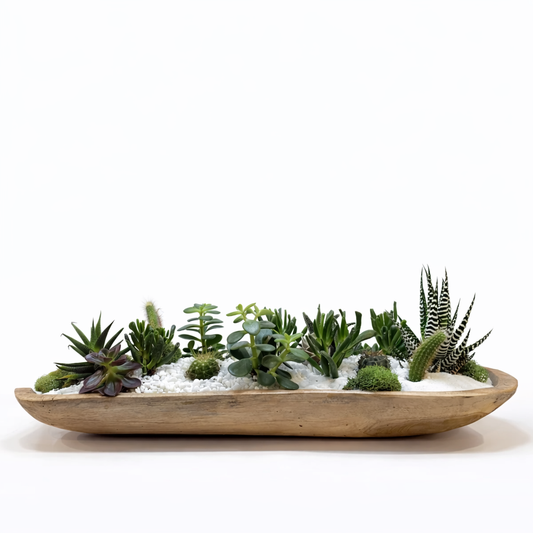 Oasis Dish Garden