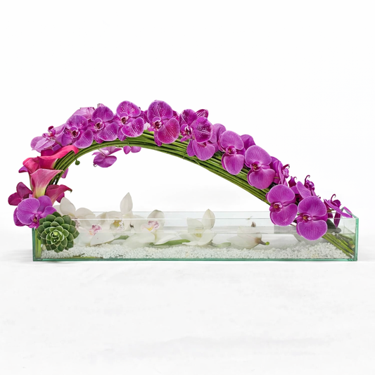 Fuchsia Phalaenopsis Long Wave