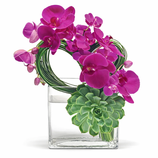 Phalaenopsis Loop / fuchsia