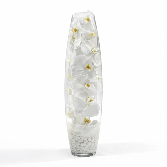 Phalaenopsis Spirit / white