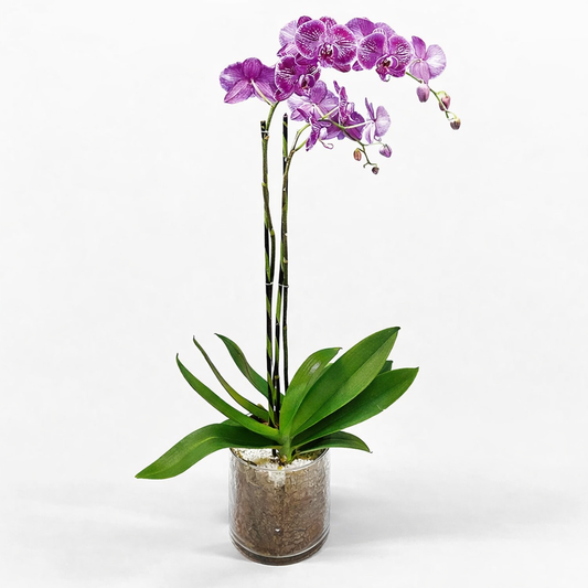 Phalaenopsis / double / fuchsia-speckled / glass container