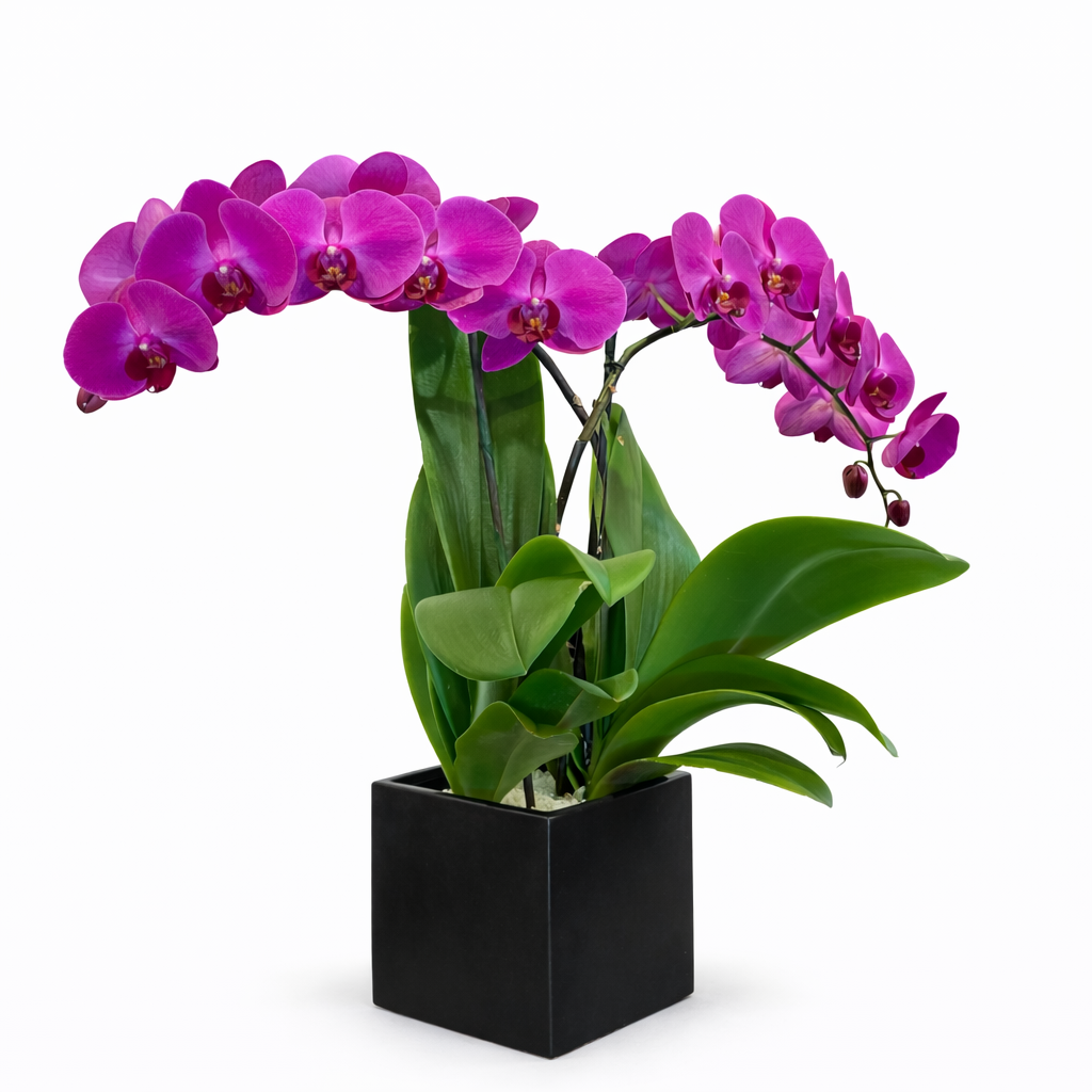 Phalaenopsis / double plant / fuchsia / ceramic container