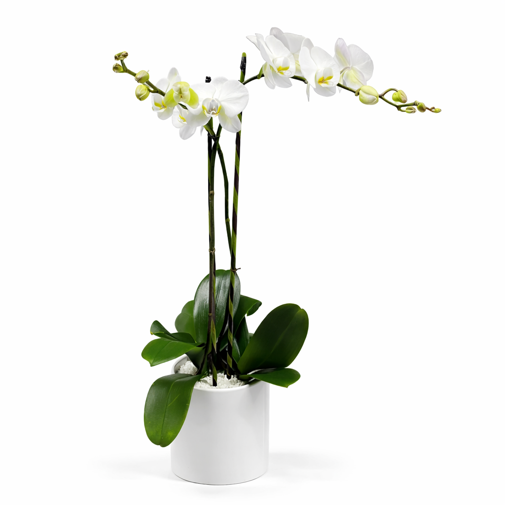 Phalaenopsis / double plant / white / ceramic container