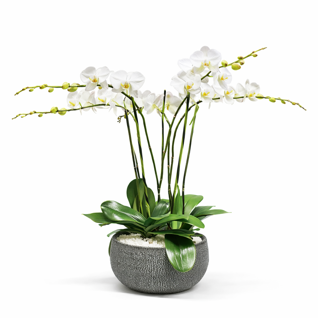 Phalaenopsis / five-stem / white
