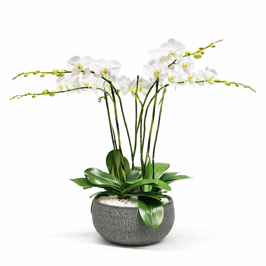 Phalaenopsis / five-stem / white