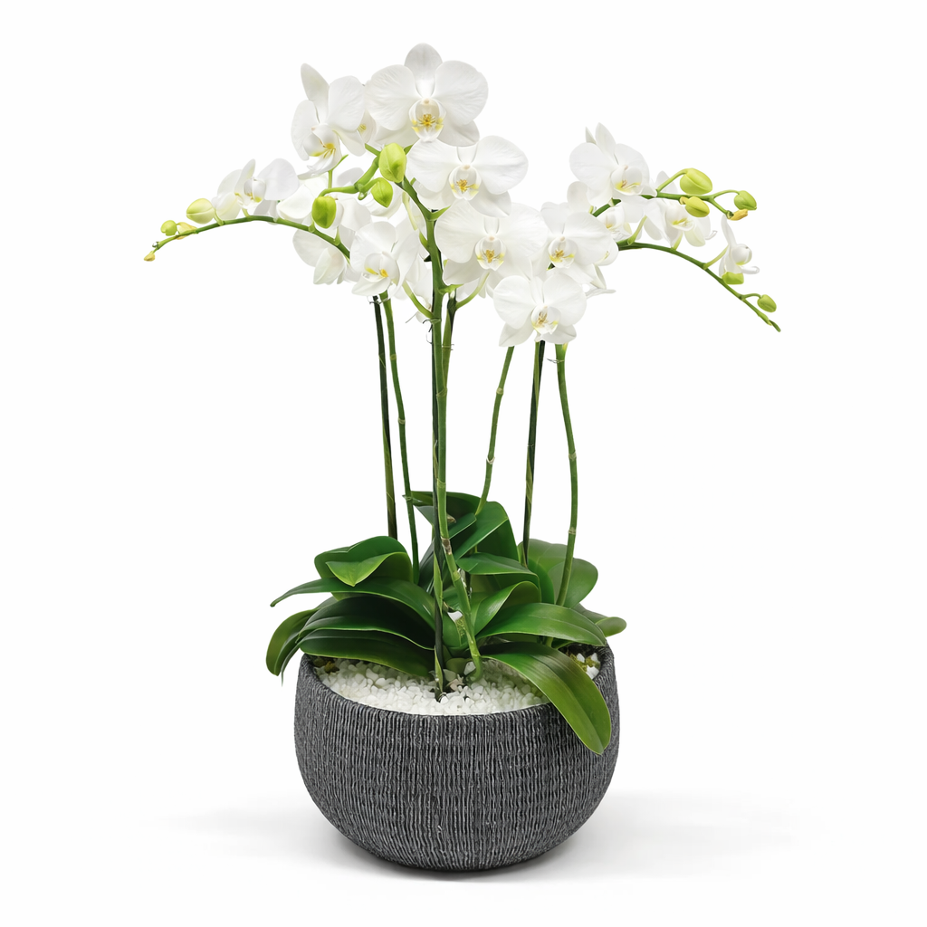 Phalaenopsis / four-stem / white / dish container