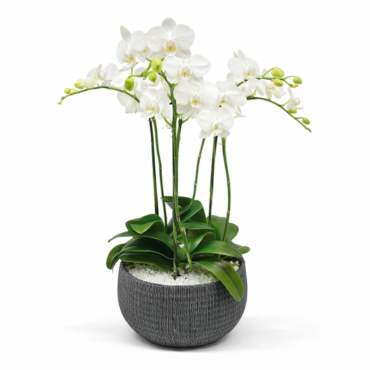 Phalaenopsis / four-stem / white / dish container