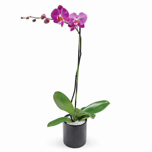 Phalaenopsis / single stem / fuchsia
