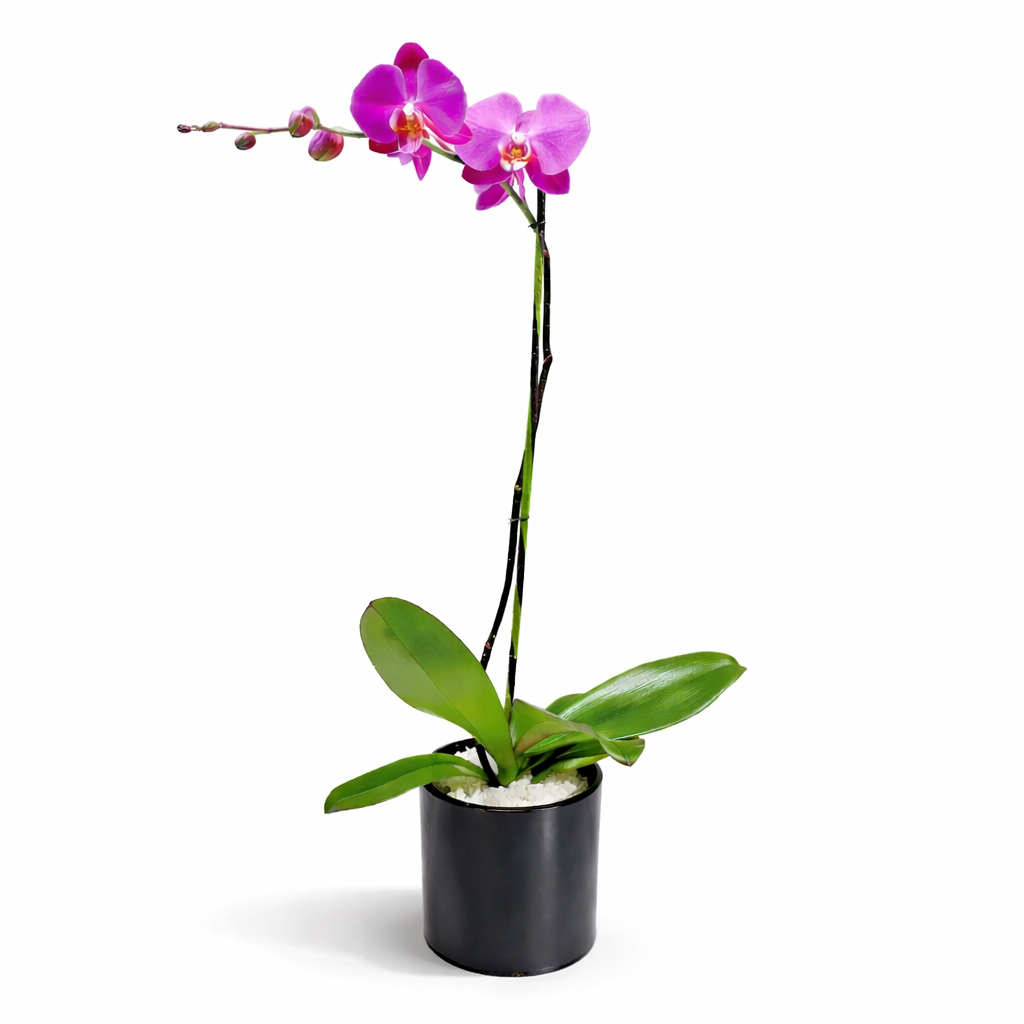 Phalaenopsis / single stem / fuchsia